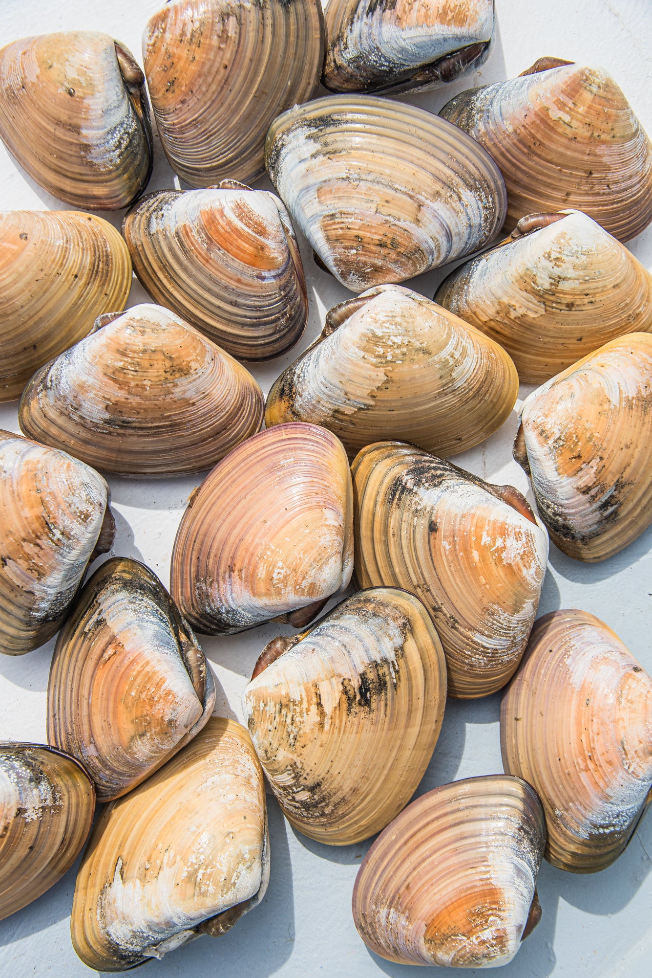 Almeja Pismo- Docena