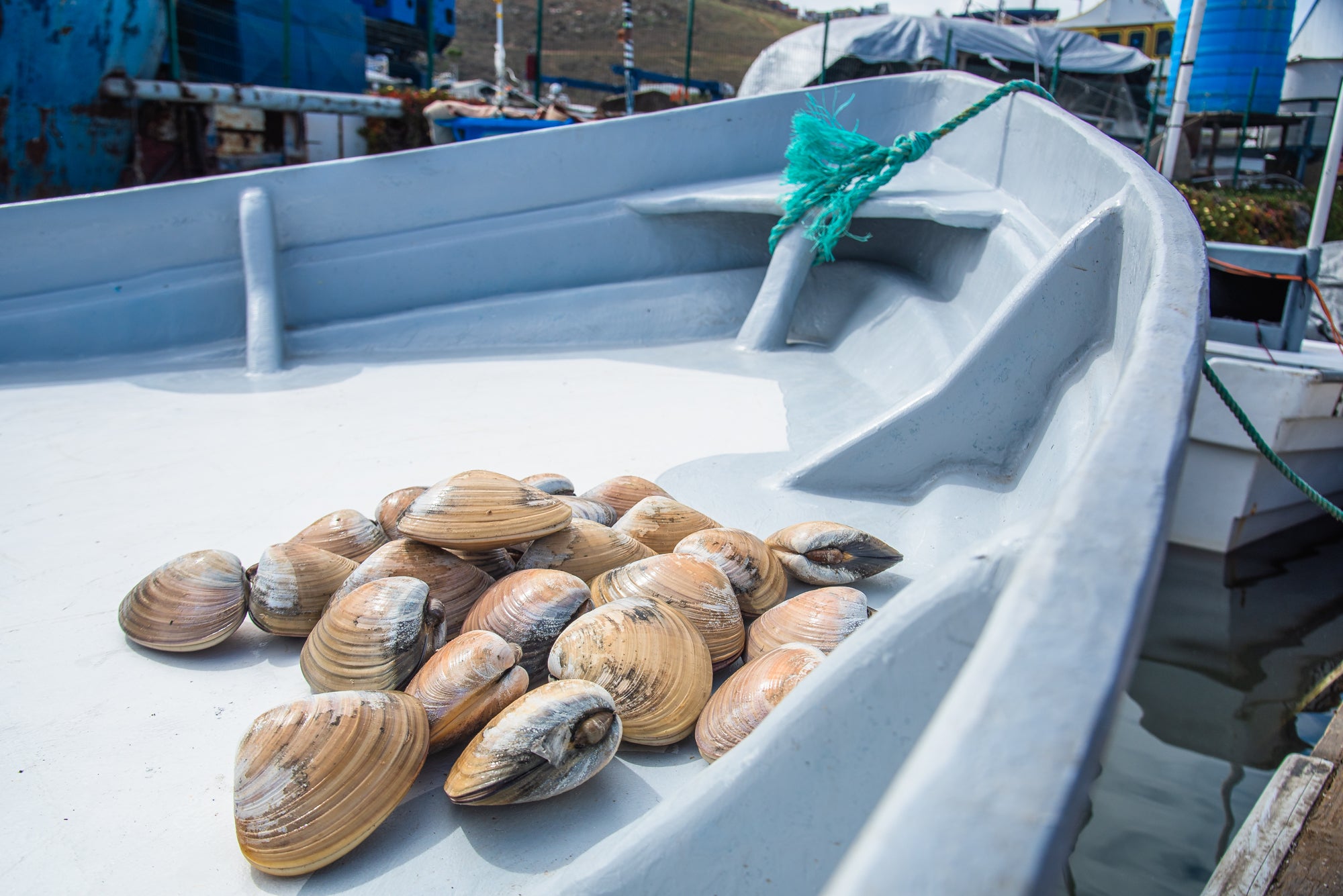 Almeja Pismo- Docena