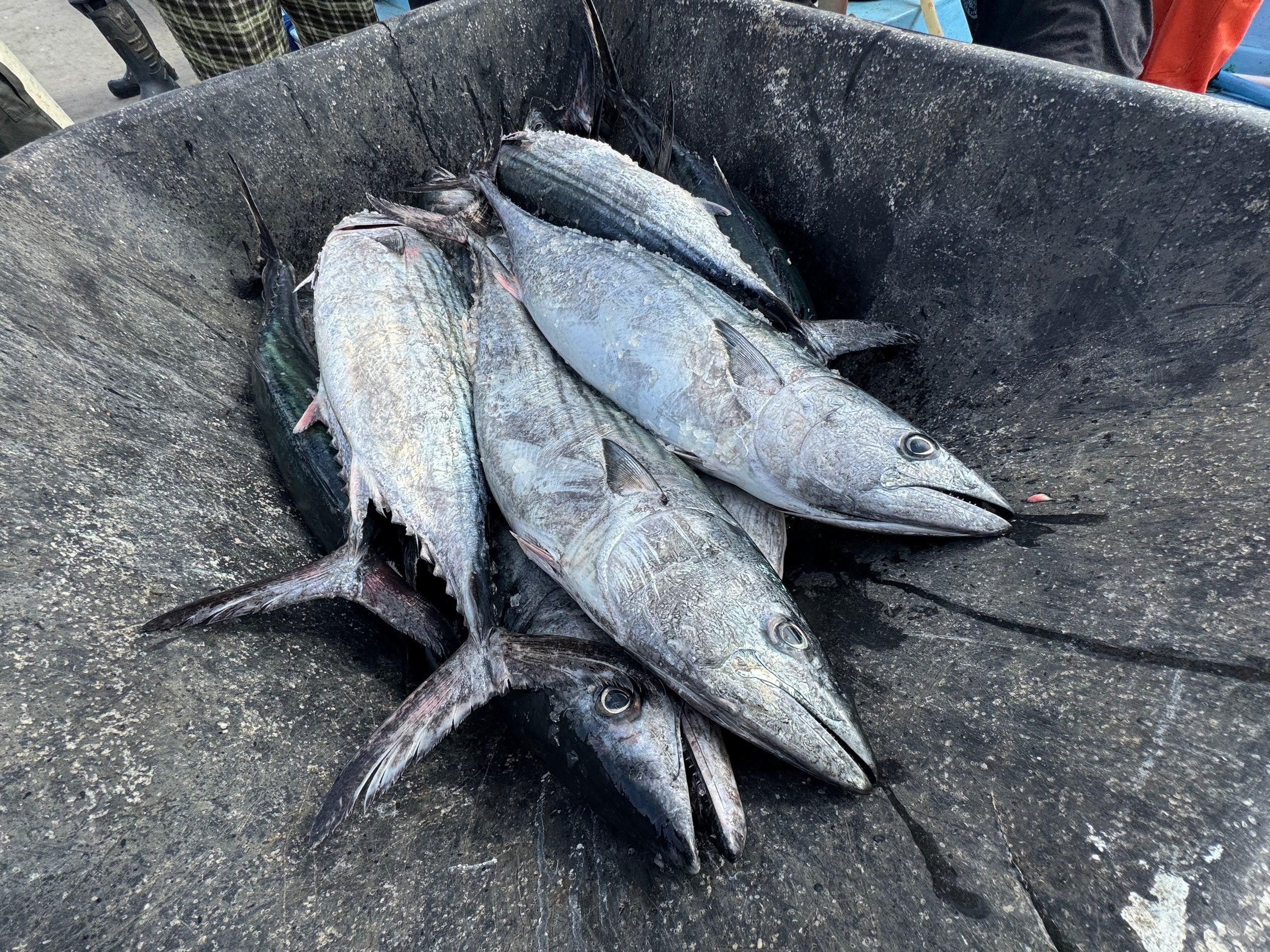 Bonito Silvestre Entero