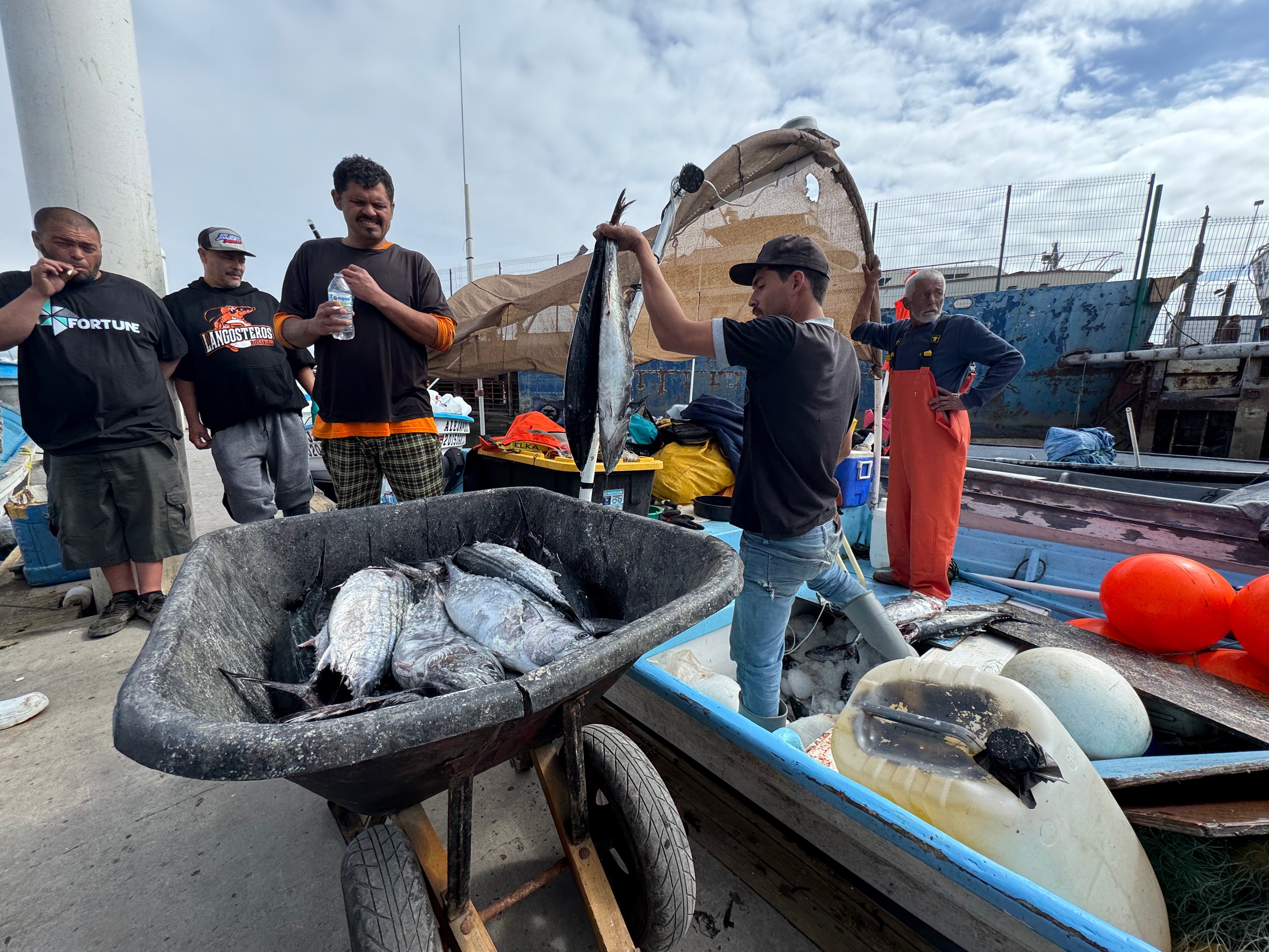 Bonito Silvestre Entero