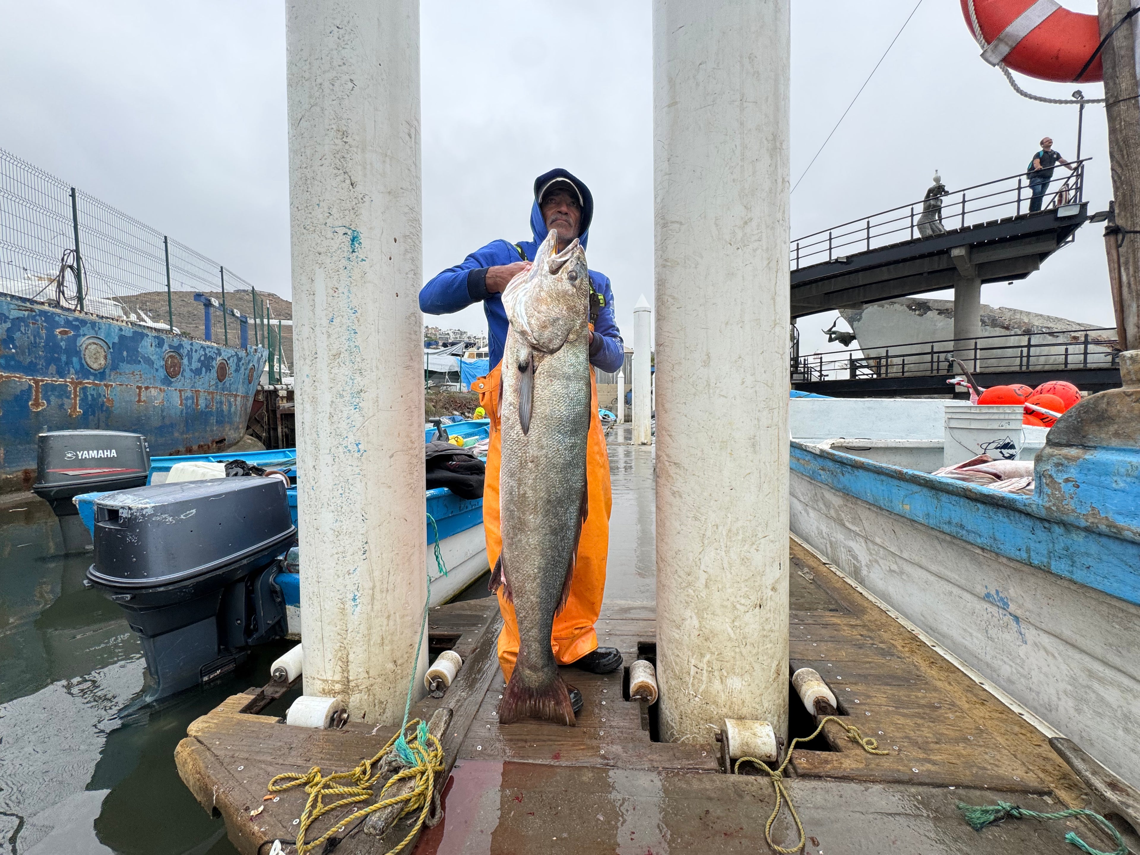 Curvina