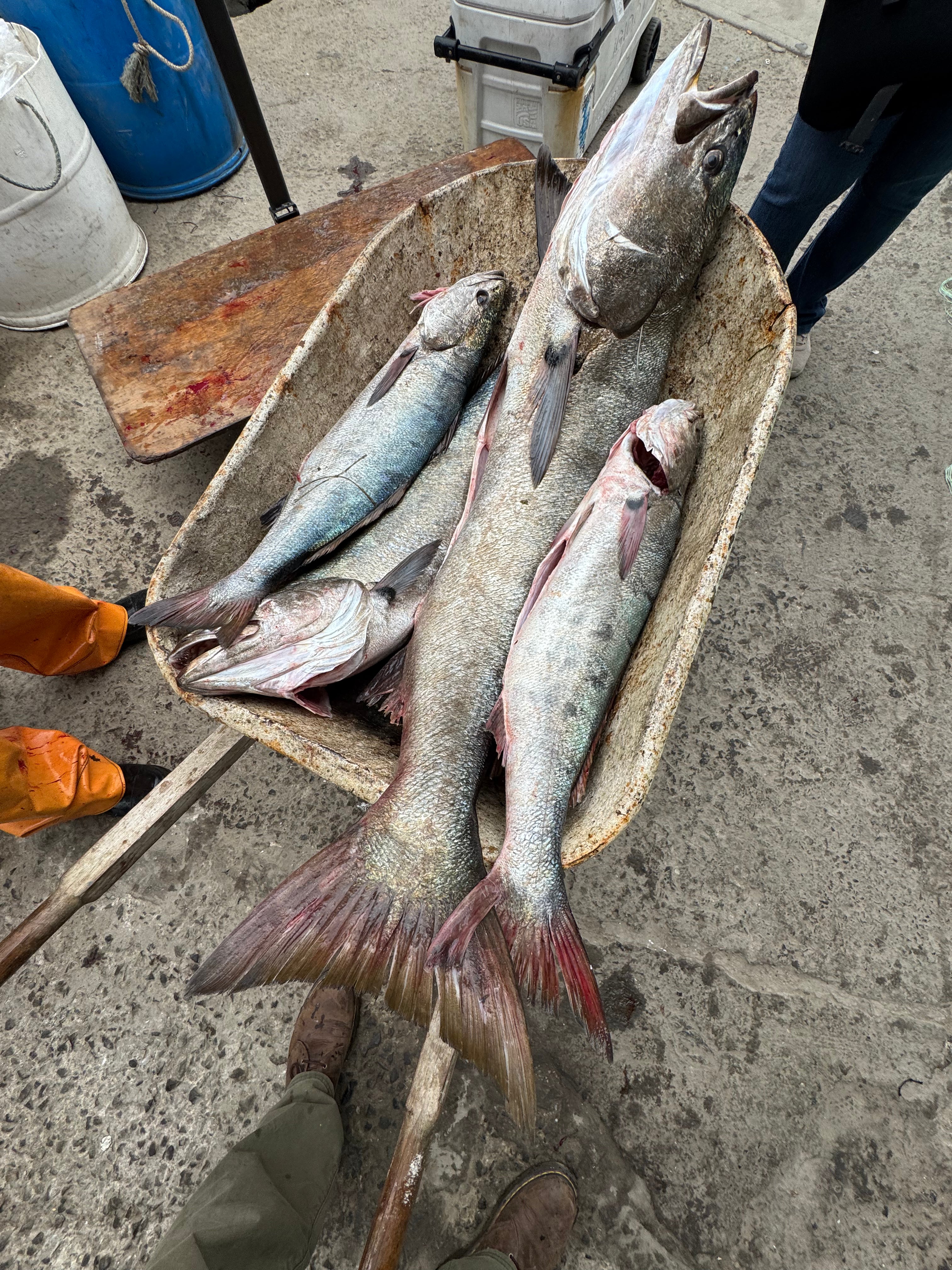 Curvina